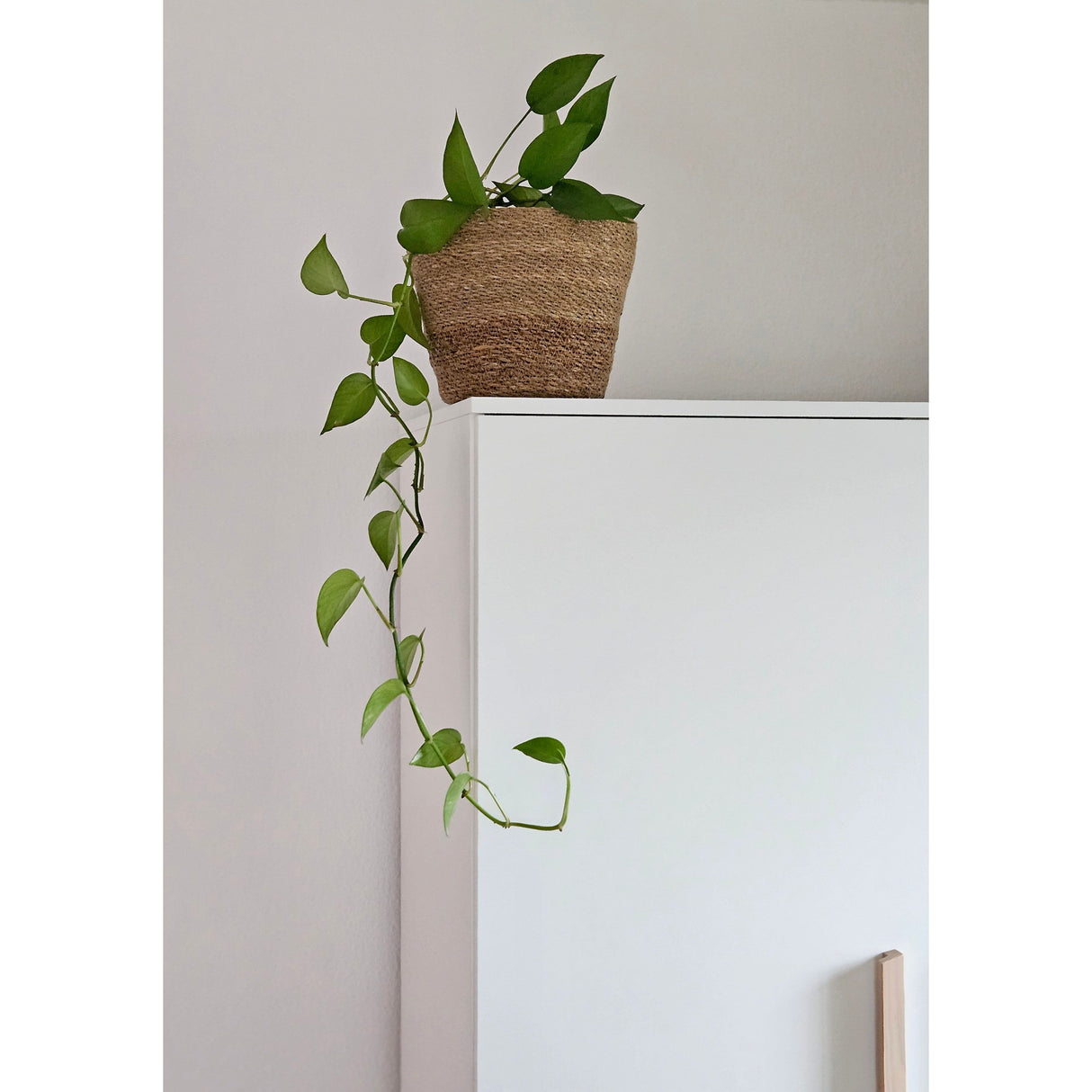 Flowerpot plant pot plant basket basket planter seagrass brown round medium Ø 23 cm