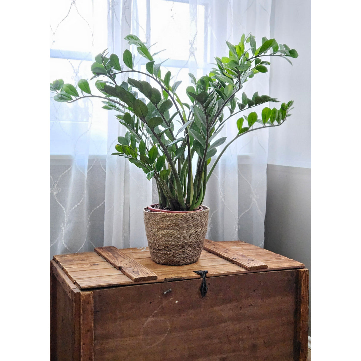 Flowerpot plant pot plant basket basket planter seagrass brown round large Ø 25 cm