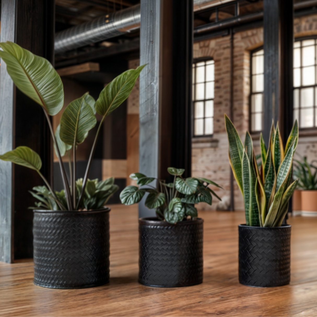 Flowerpot planter pot pot set of 3 black round metal matt