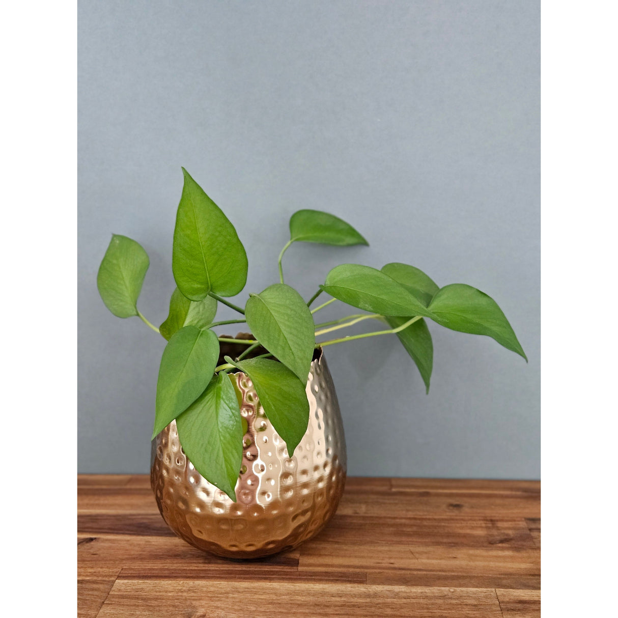 Flowerpot planter vase gold metal hammered 18x18 cm plant pot decoration