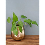 Blumentopf Übertopf Vase gold Metall Hammerschlag 18x18 cm Pflanztopf Deko - Übertopf