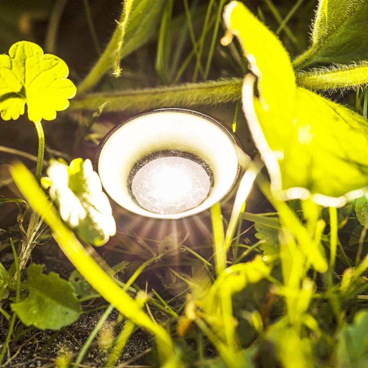 Pflanzenstrahler Solar – Nachhaltige LED-Beleuchtung für Garten & Balkon – Miamonda
